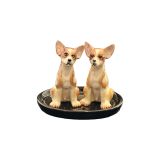 Salt & Pepper Chihuahua