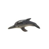Grey Dolphin Swimming