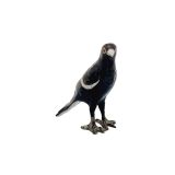 Magpie Standing