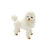 White Poodle Standing