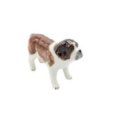 Brown St.Bernard Standing