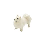 Japanese Spitz Standing