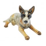 Cattle Dog-Grey