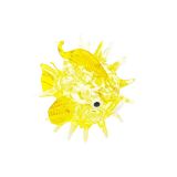 Glass Puffer Fish Yellow