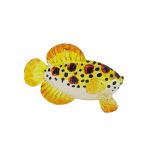 Glass Gold Dot Fish Small