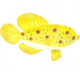 Glass Gold Dot Fish XLarge