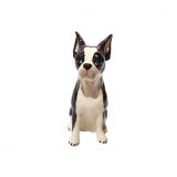 Money Box - Boston Terrier