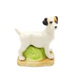 Salt & Pepper Jack Russell