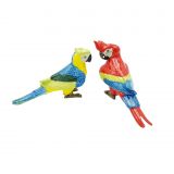 Salt & Pepper Parrot