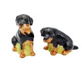 Salt & Pepper Rottweiler